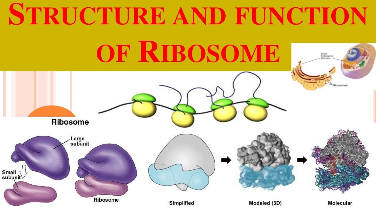 Ribosomes | Ribosome Structure | Functions Of Ribosomes - YouTube