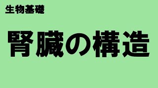 【図でイメージ！】腎臓の構造と働きについて10分で解説しました！〔高校生物、生物基礎、2022年度版〕