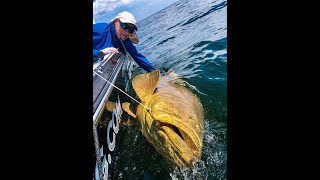 OUTDOOR PASSION, SOUTH-WEST FLORIDA GIANT GOLIATH GROUPER!!!!