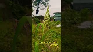 Echinochloa esculenta (কাউন) #viralvideo #nature #world #bangladesh #beautiful