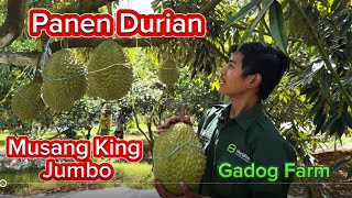 Panen Durian Musangking Jumbo di Bogor