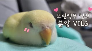 모란앵무 닐라의 분양 VIOG🐥 | 모란앵무 | 앵무새 입양