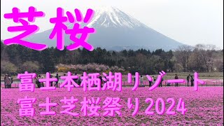 芝桜・富士本栖湖リゾート富士芝桜まつり2024