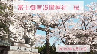 冨士御室浅間神社と桜　2022年4月12日