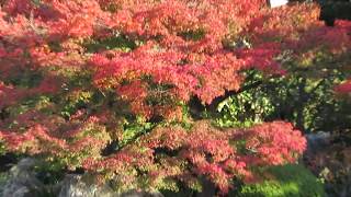 大仙公園　日本庭園　紅葉　堺市