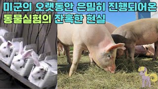 미군의 오랫동안 은밀히 진행되어 온 동물실험의  잔혹한 현실 #동물 #가축 #animal