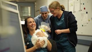 The Cancer Institute at the Animal Medical Center