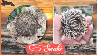 ANOTHER ROUNDS OF FRESH SWAKI (SEA URCHIN) - SUPER YUMMY