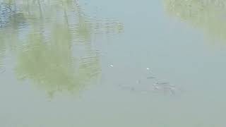 నేను పెంచుతున్న రవ్వు చేపలు//Devagritech//#fish  #fishing #telugu#agriculture #fishvideo #viralvideo