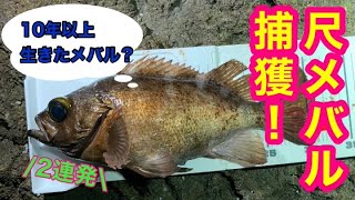 尺メバル２連発！！　１０年以上生きたメバルを釣る。