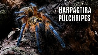 Harpactira pulchripes - care and husbandry | arent.pl