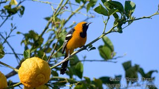 HDObservations : Hooded Oriole (4K UHD)