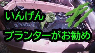 いんげんはプランター植えがお勧め　【楽しい家庭菜園】