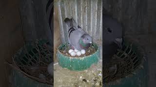 How do pigeons lay 6 eggs 😱#pigeon #eggs #lay