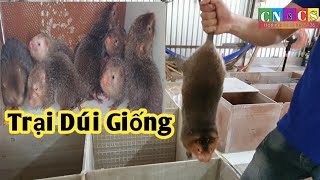 Trại Dúi Tiền Giang chuyên cung cấp Dúi con và Dúi sinh sản