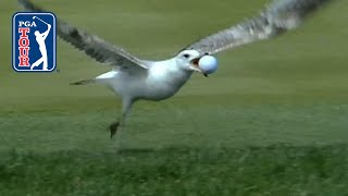 Best bird moments on the PGA TOUR