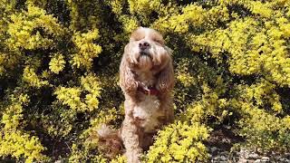 Cockapoo Willow and Acacia pravissima (Oven's wattle)