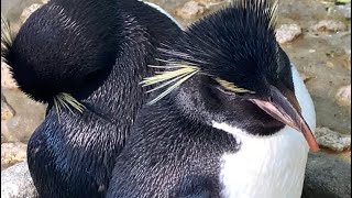 [大阪海遊館]イワトビペンギン🐧🐧🐧