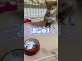 待ての練習を頑張るこすずちゃんが可愛くてたまらない！！❤️❤️ dog 柴犬 mameshiba shiba 豆柴 豆柴のいる暮らし 可愛い mameshibapuppy