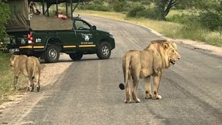 Styx young male and K12 female at Kruger, Kambula male K3 in north, Torchwood pride