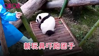 饲养员带熊猫宝宝体验新玩具，团子直接被吓跑了，看完忍住别笑 The panda pays the new toy.