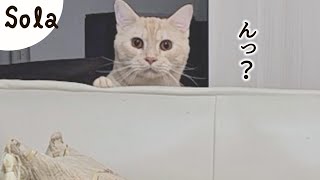 猫動画を見てたら、背後からこんな顔で見られてた［ジェネッタ猫｜生後14ヵ月］