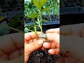 Two Ways To Graft Tomato Plant #farming #agriculture #vegetables