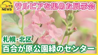 色彩豊か　観賞用として愛される花・サルビアを集めた展示会　百合が原公園緑のセンター