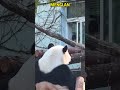 双帅同框！一人一熊的对视~很好奇他和萌兰在聊啥呢， #panda #pandafushun #funny #adorablepanda #animals #cutepanda #pandalife