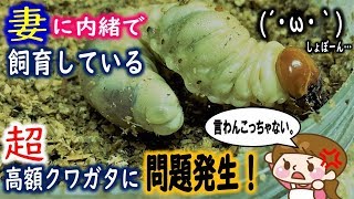 ウエストウッディカズミアエの幼虫に、まずい問題が発生しました…カブトムシ＋クワガタ（くろねこチャンネル）