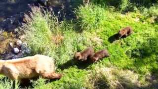 2013 0727 Katmai National Park #4