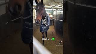 Funny horse TikTok 🤣🐴🐎