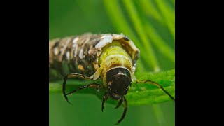 Waterkwaliteit | Webinar ‘Belang oeverzone voor beekinsecten’ CoP Beken en Rivieren | 2024