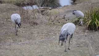 Common Cranes at Washington Wildfowl Park