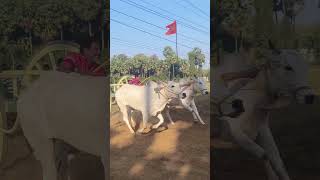 LAKALA SATEBABU BULLS RACE AT ANAVARAM VILLAGE #trendingshorts #bullsrace @amppetslover9958