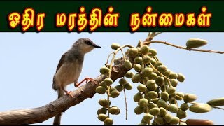 Lannea coromandelica /ஓதியமரத்தின் மருத்துவம் /uthiramaram