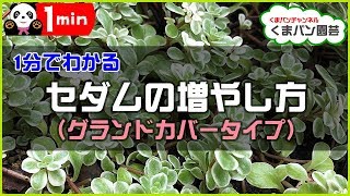 1分でわかる！多肉植物セダム増やし方(マンネングサ・グランドカバー)【くまパン園芸】