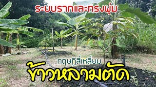 EP_015 บ้านสวนพิรดา - ระบบรากทุเรียนและทรงพุ่ม ทฤษฎีสี่เหลี่ยมข้าวหลามตัด