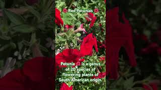 🌺 Red Petunias 🌺Petunia 🌺 is a genus of 20 species of flowering plants of South American origin.