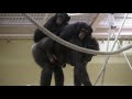 リュウ家族と双子ガール 129 ryu family u0026 twin girls chimpanzee