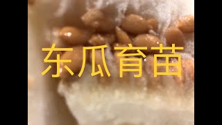 【种菜】冬瓜育苗