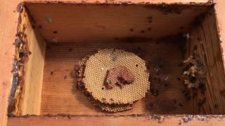 Natural hive duplication 🐝