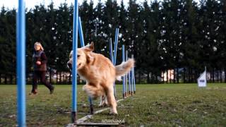 Agility Slalom Training