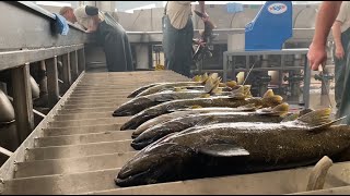 The race to save Minto Fish Facility's spring Chinook broodstock