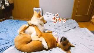 寝室で人間よりもリラックスする犬たち