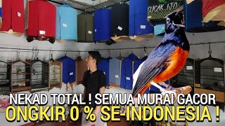 BAIK BENER MAS INI JUAL SEMUA MURAI GACOR ONGKIR 0% SE-INDONESIA MURAI BATU GACOR MURAI PRESTASI