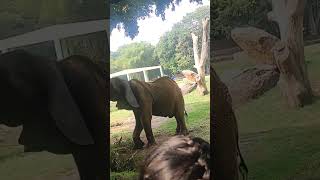 mysore zoo #video #mysore #former #kannada #dasara #vlogger #mysorepalace #zoo #song #appufans