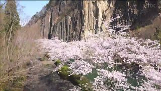 【桜スケッチ】材木岩公園のサクラ　宮城・白石市