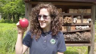 Mason Bees