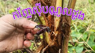 កញ្ចែស៊ីបណ្តូលដូង